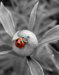 Ladybug